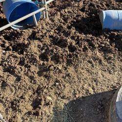 Horse manure
