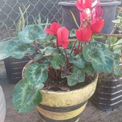 🌸 Beautiful Blooming Cyclamen – Healthy & Vibrant