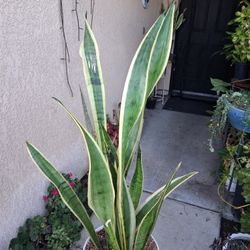 Sensaveria Laurentii "Snake " Plant $35
