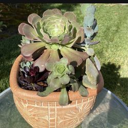 Large Beautiful Succulent Planter