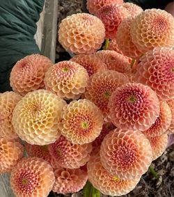 Honeycomb Dahlia Tubers