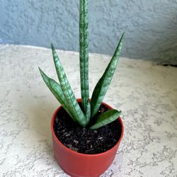 Sansevieria  Boncel   Plant 