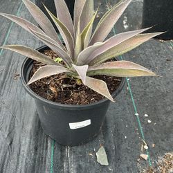 Lavender Lady Mangave – 3 Gallon Beauty for $40