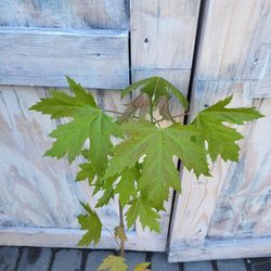 Norway Maple Tree 