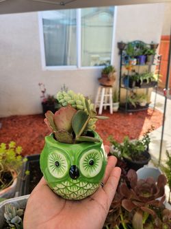 Ser of 2 mini succulent arrangements