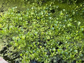 Water Hyacinth Pond Floaters Frog Bits 