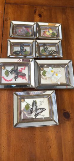 Vintage taxidermy butterfly collection