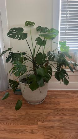 Monstera, Swiss Cheese plant