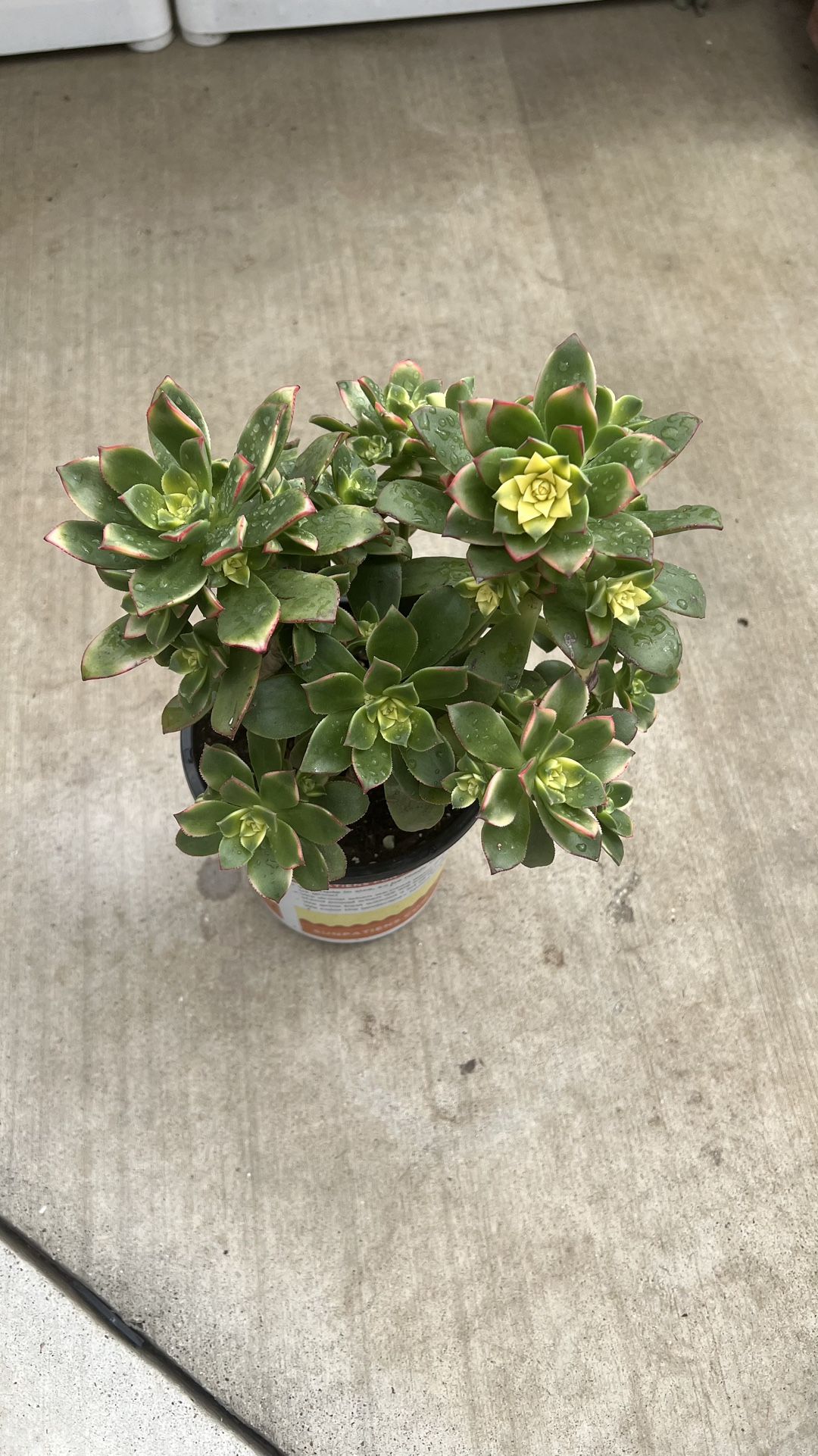 Succulents