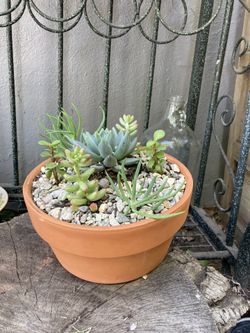 Beautiful succulents