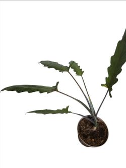 Alocasia lauterbachiana
