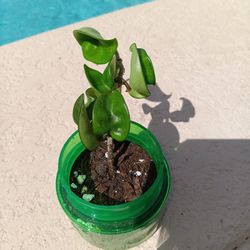 6" Hindu Rope Hoya Rooted In Pot $10 -Pink Fragrant Flowers - Ship Bareroot $4 Or Deltona, Fl Pickup 