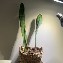 Whale Fin Snake Plant
