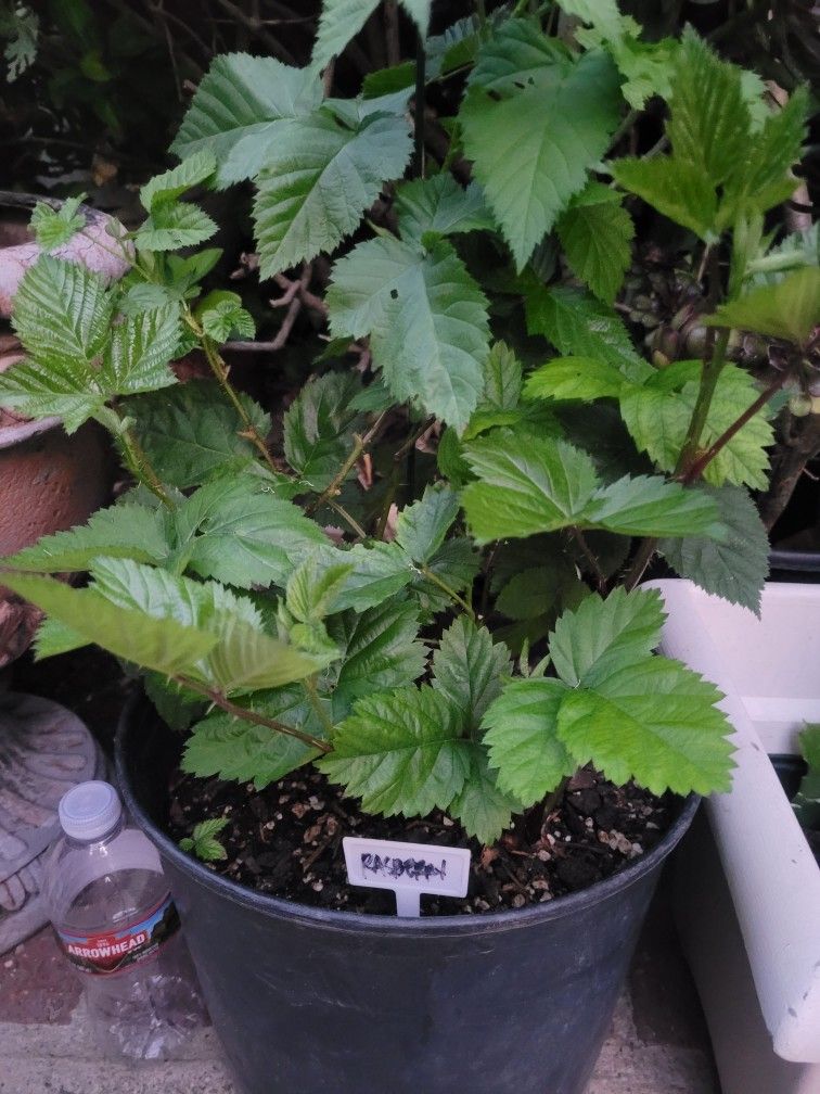 Organic Raspberry Plant 