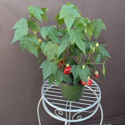 6” chinese lantern plant