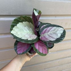 6” Calathea Rosy Super Full
