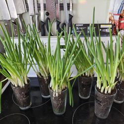 Potted Green Onion