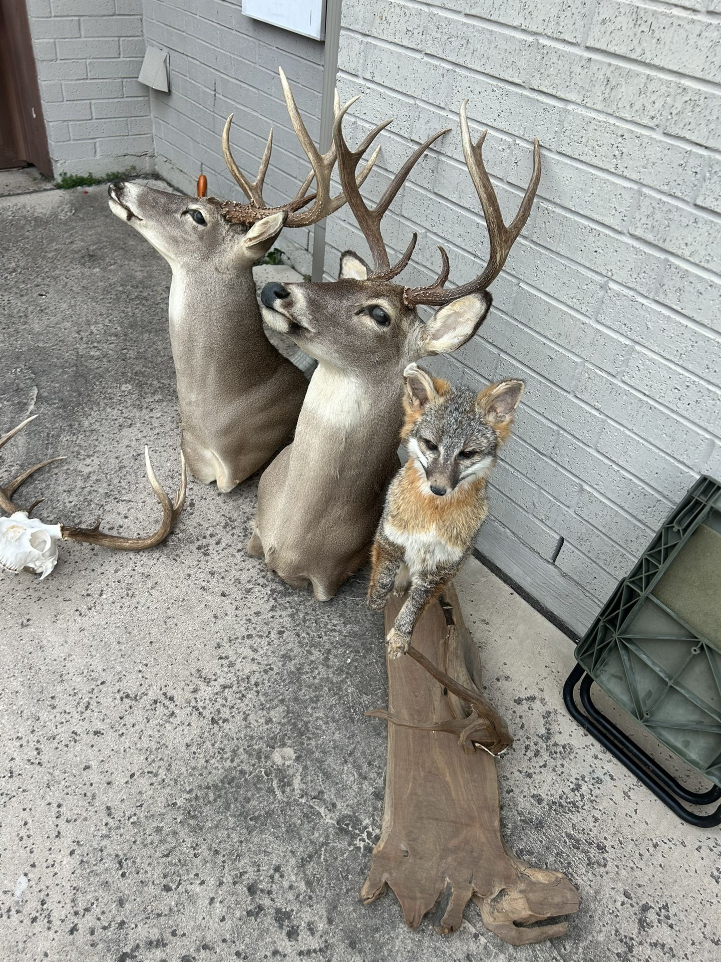 Taxidermy Animals