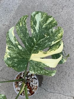 Monstera Deliciosa Legacy