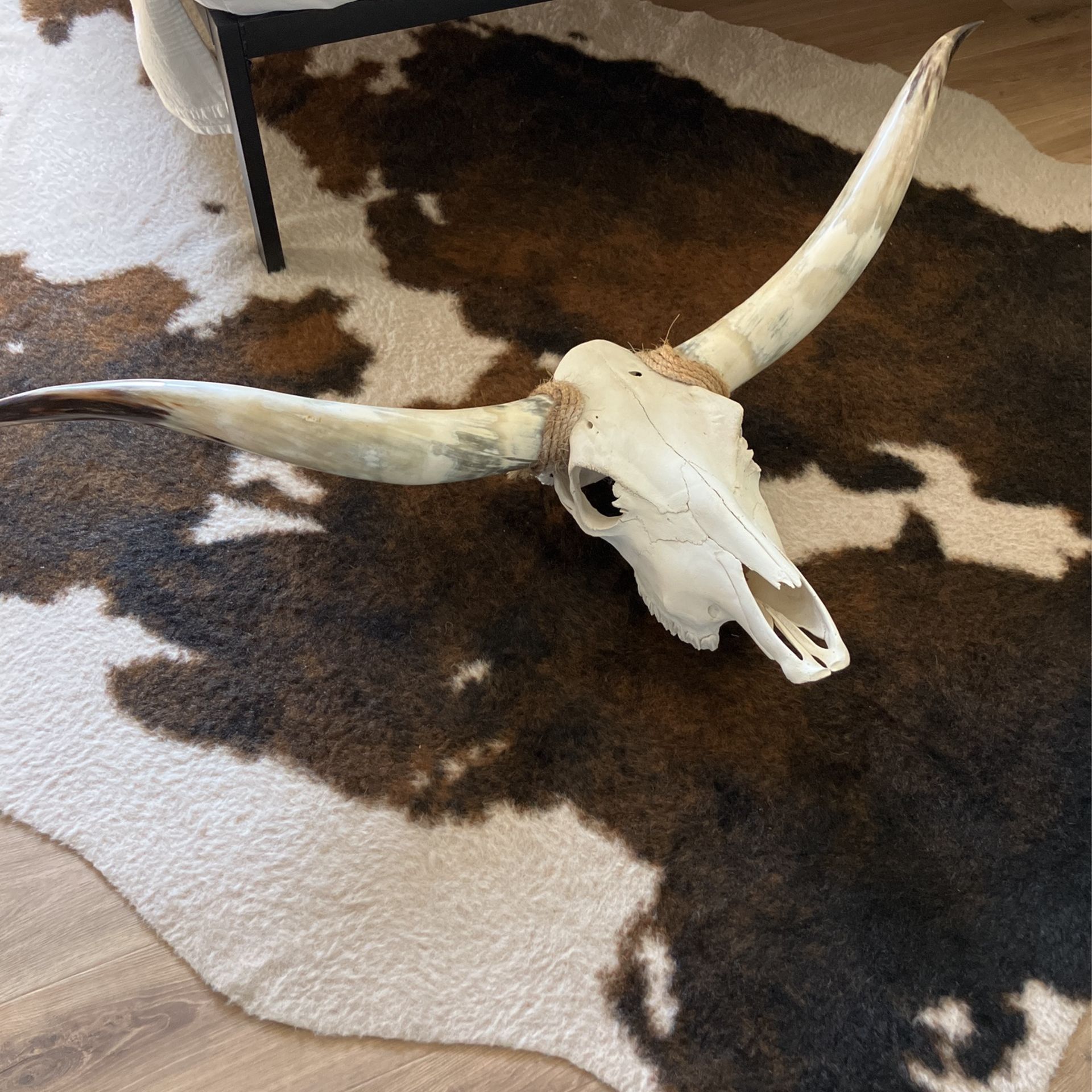 Giant Cow Skull Wall decor Authentic From Arizona