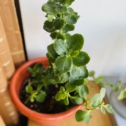 Still Young Kalanchoe Plant. Help To Deliver Local 