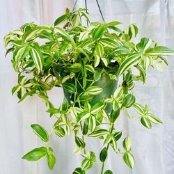 Beautiful Tricolor Green Wandering Jew Hanging Plant- Very Easy To Grow…indoor/outdoor Plant 