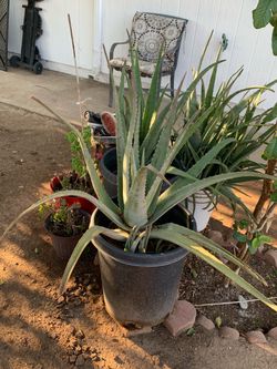 A Major Spotlight On Our Aloe Vera Plant Selection
