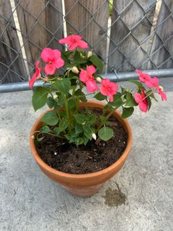 Medium Size Flowers