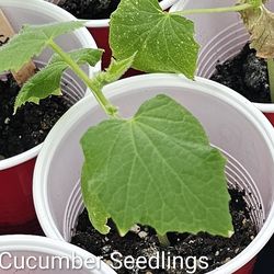 Cucumber plants $3, 2 for $5