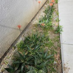 Flower Succulant Agava Plants