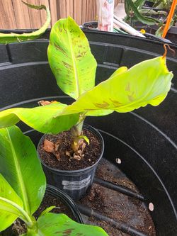 Dwarf Namwah thai banana plant