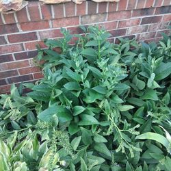 Free Comfrey Perennial