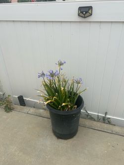 Lily of the Nile plant