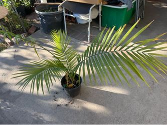 Palm