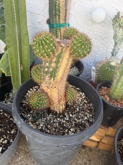 Trichocereus echinopsis