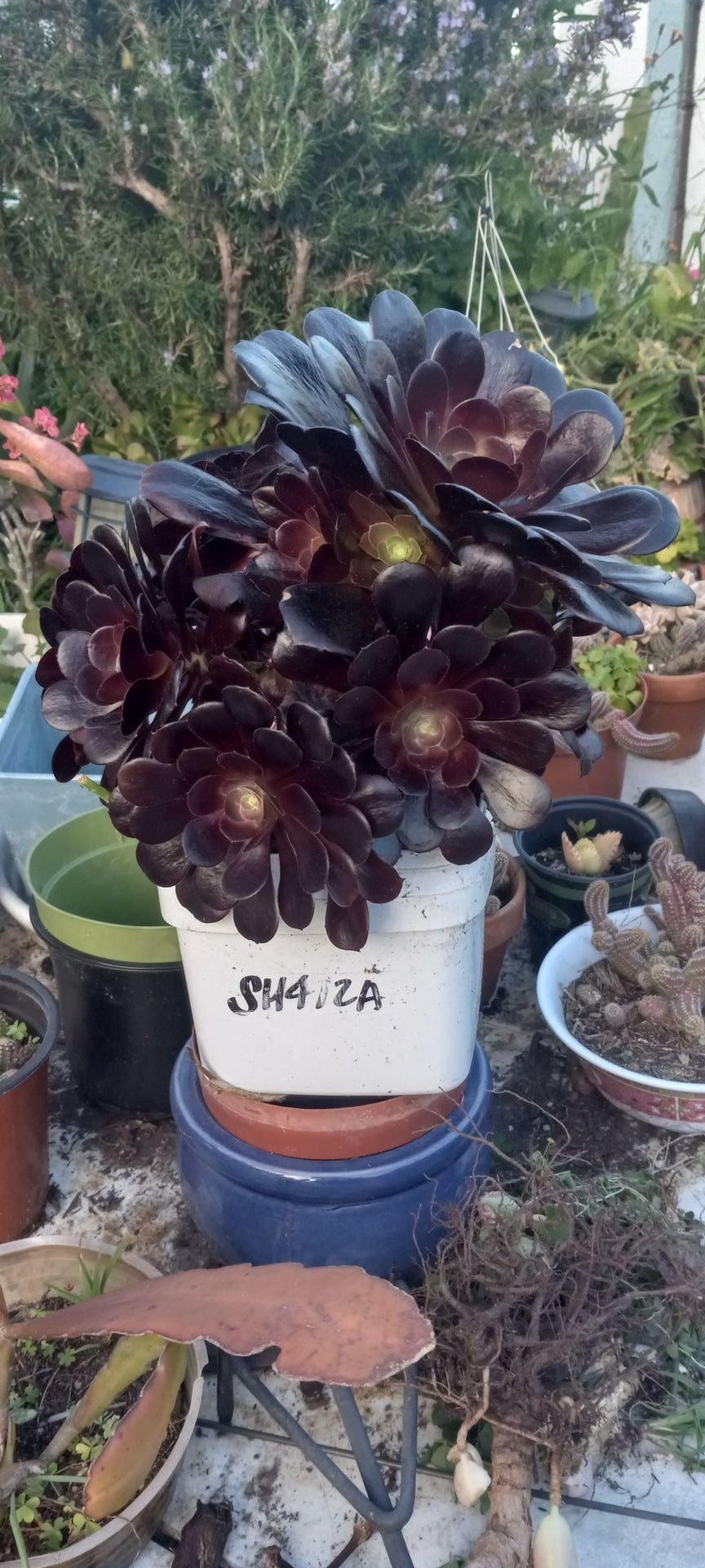Una Succulents