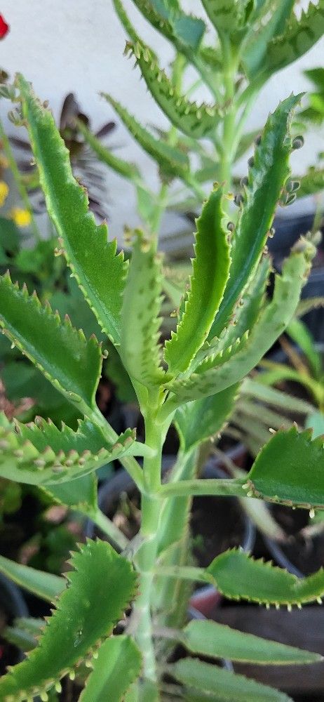 Mother Of Thousands Plant 🪴 