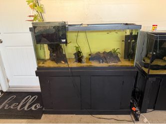 75 gallon tanks