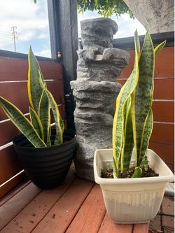 Snake Plant