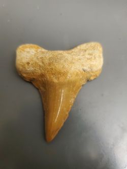Authentic  shark teeth
