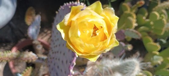 Cactus plant.