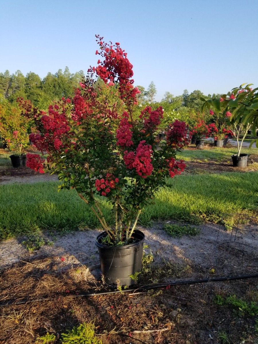 Crepe myrtles trees delivered and planted 8 eight-foot-tall