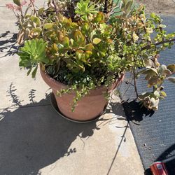 Succulents Plant