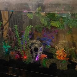 40 gallon fish tank 