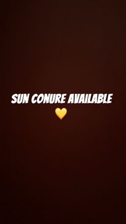 Sun conure