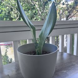 Snake Plant