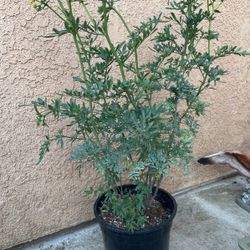 Planta De Ruda