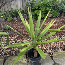 Yucca Plant 