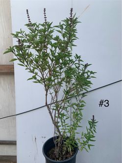 #3- Thai Basil Plants