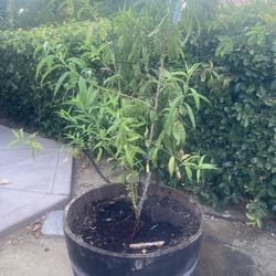 Fruit trees in wine barrels with healthy soil